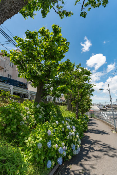 夏日日本小巷