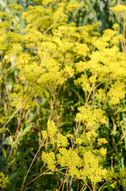 patrinia