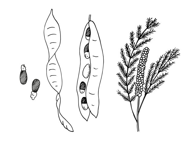 豆荚草药包装插画