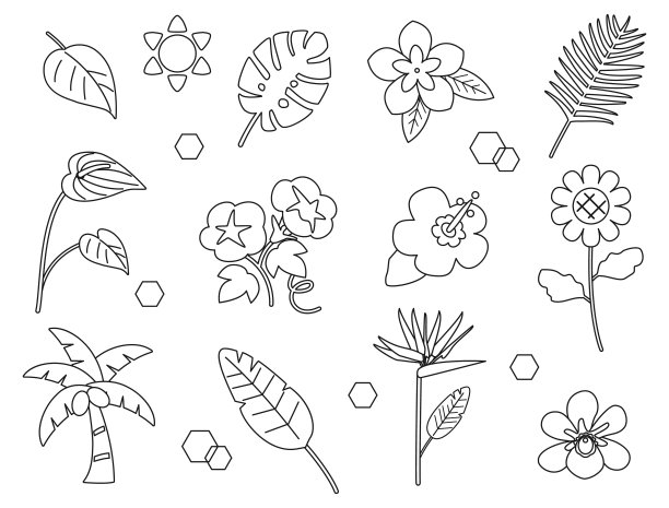 线描木槿花