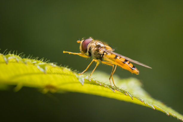 发光眼睛生物特写