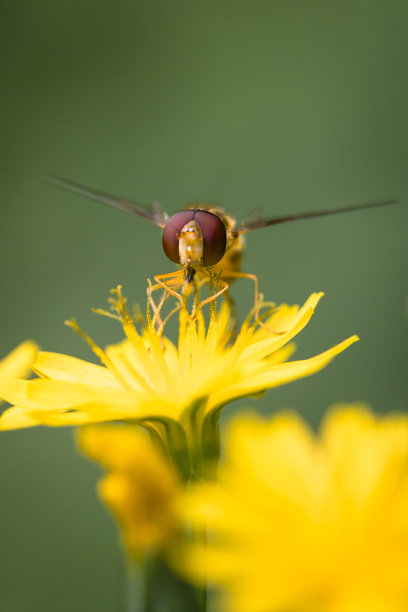 发光眼睛生物特写