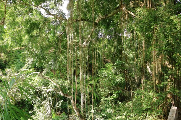 奇幻森林中的石阶小路