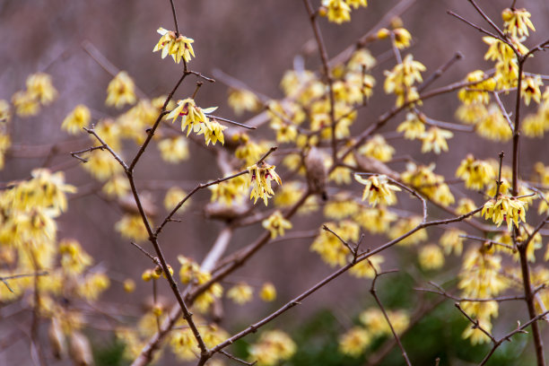蜡梅