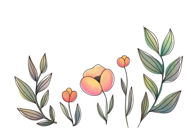 手绘牡丹花透明背景