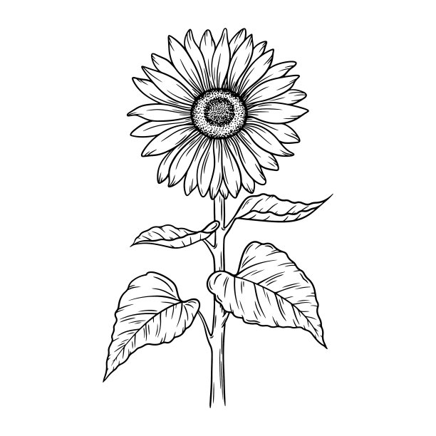 简约线条风向日葵插画