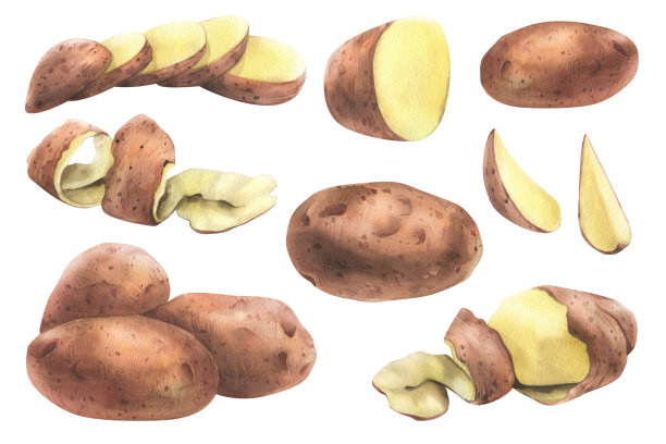 马铃薯手绘