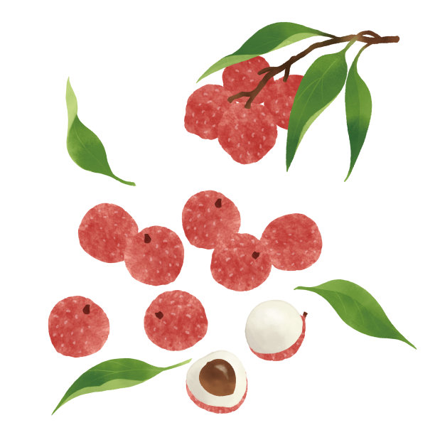 手绘荔枝