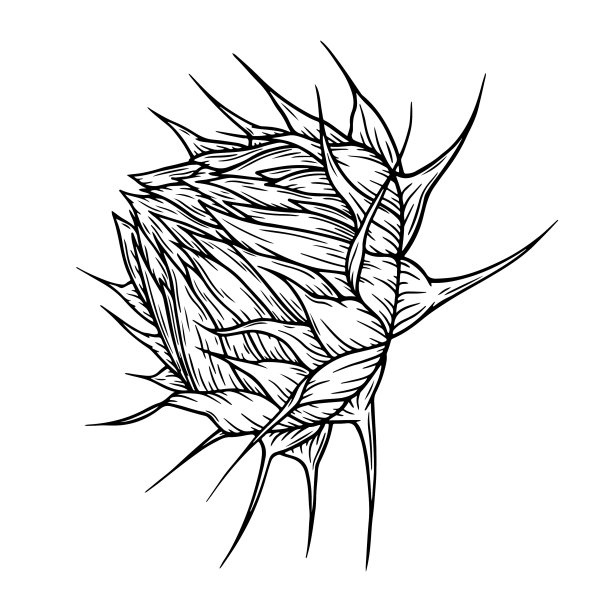 简约线条风向日葵插画