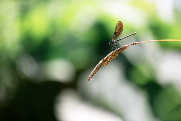 发光眼睛生物特写