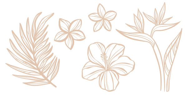 线描木槿花