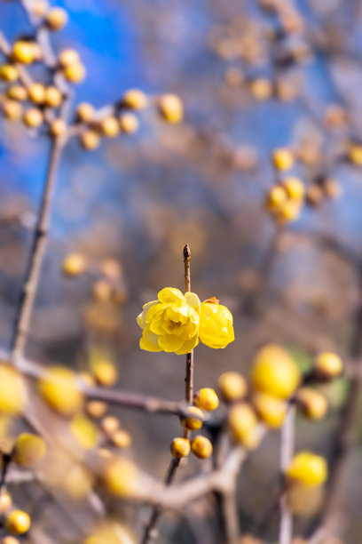 蜡梅