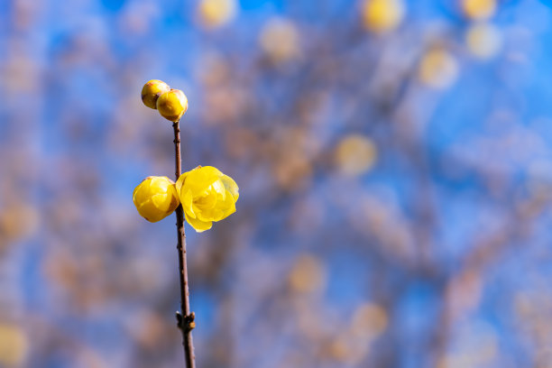 蜡梅
