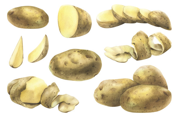 马铃薯手绘