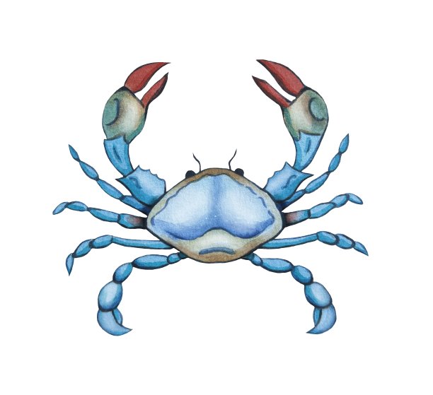 青蟹插画