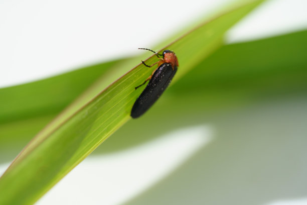 发光眼睛生物特写