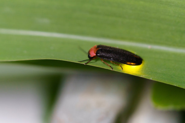 发光眼睛生物特写