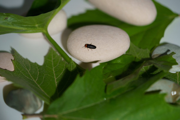 发光眼睛生物特写