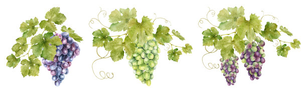 水果包装平面图