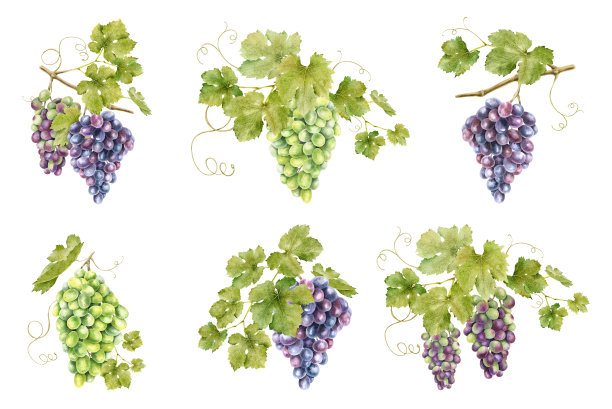 水果包装平面图