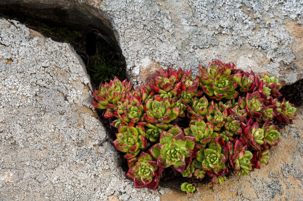 花脊