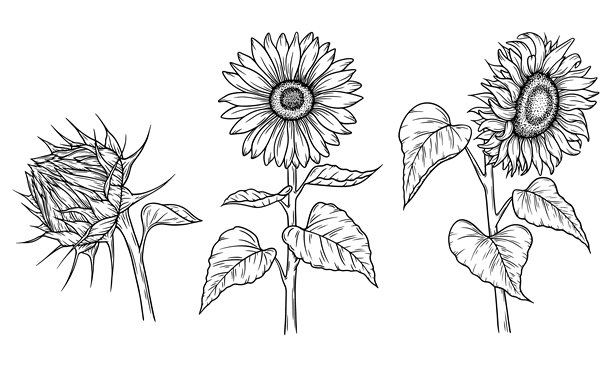 简约线条风向日葵插画