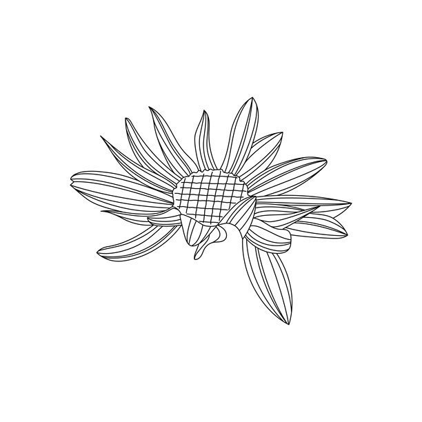 简约线条风向日葵插画