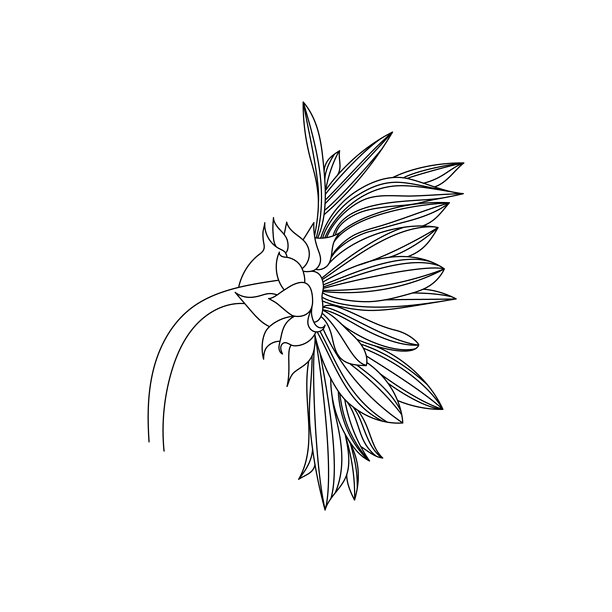 简约线条风向日葵插画