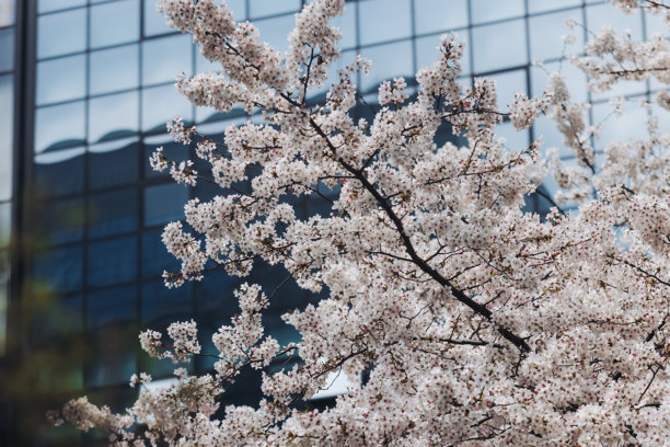 4月的花朵