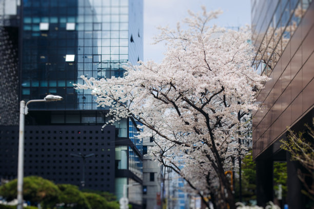 4月的花朵