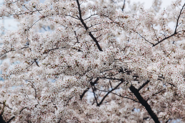 4月的花朵