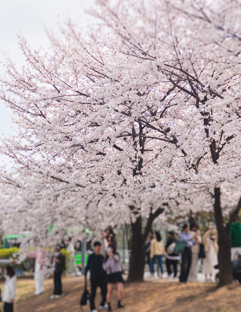 4月的花朵