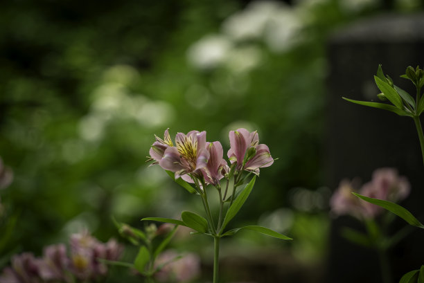 4月的花朵