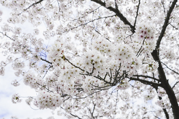 4月的花朵