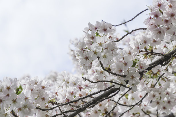 4月的花朵