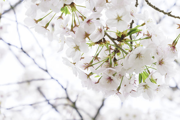 4月的花朵