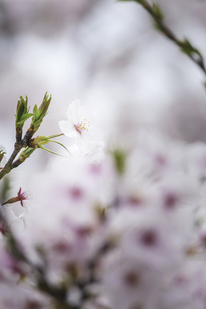 4月的花朵