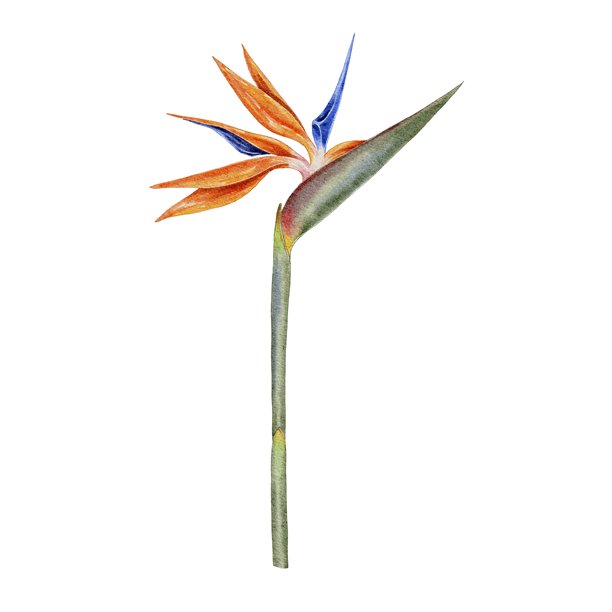 luau