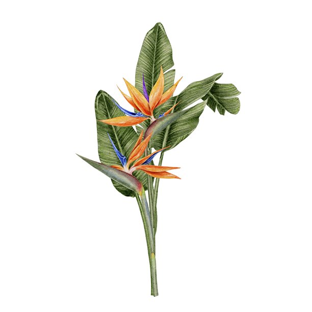 luau