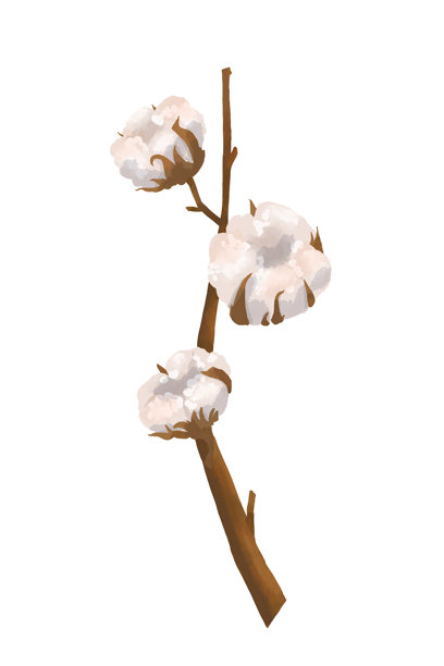 手绘棉花
