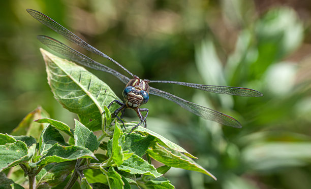 发光眼睛生物特写