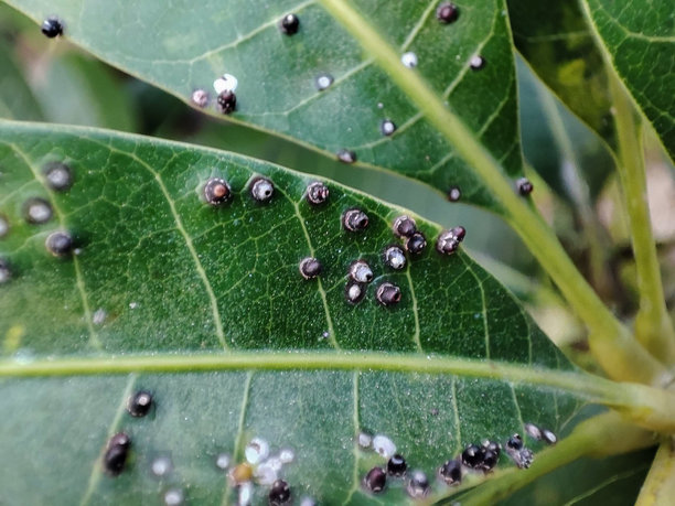 杂点虫子肌理纹
