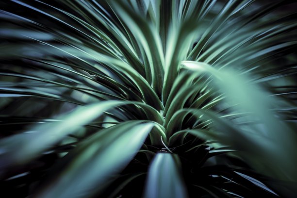 清新蓝绿棕榈叶图案背景