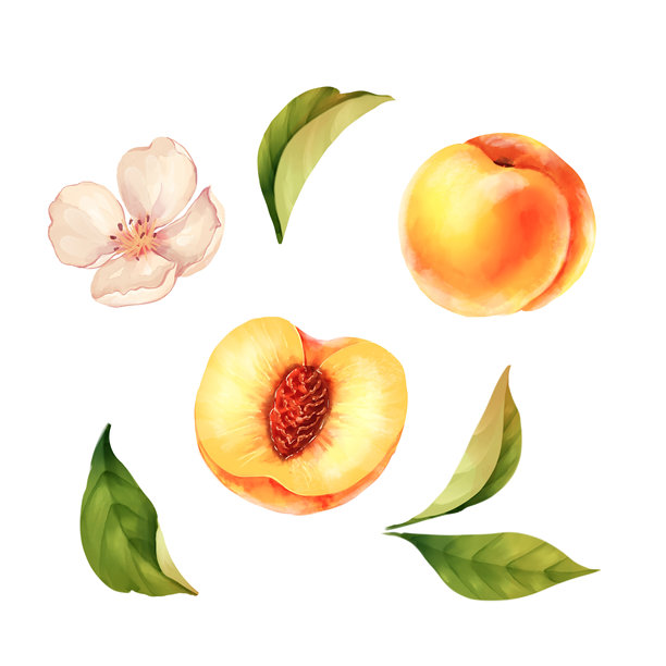 水蜜桃手绘