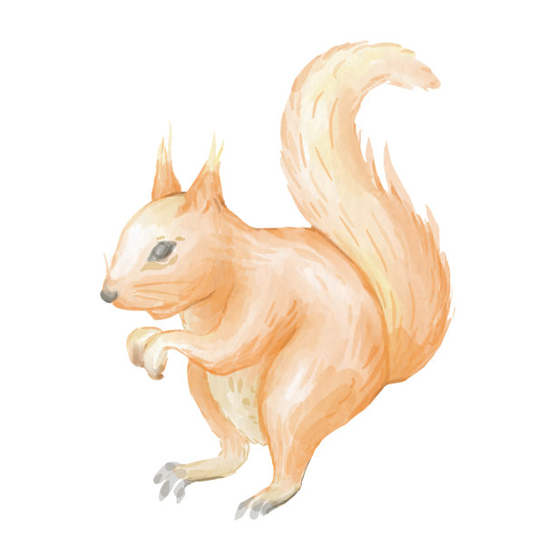 手绘站立松鼠插画