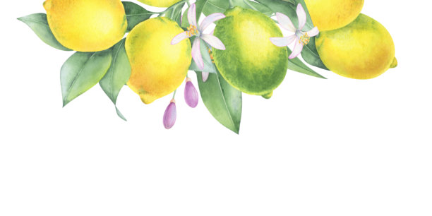 手绘水果包装盒