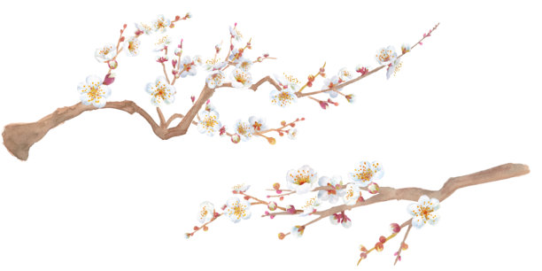 手绘梅花
