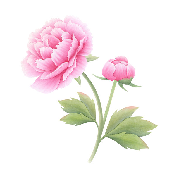 手绘牡丹花