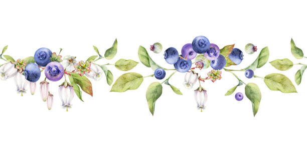 蓝莓手绘