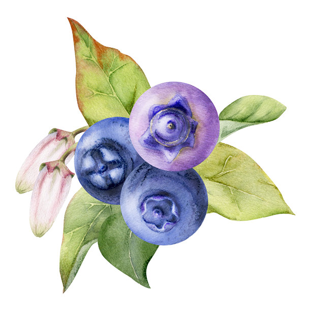 蓝莓手绘